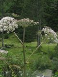 Angelica sylvestris